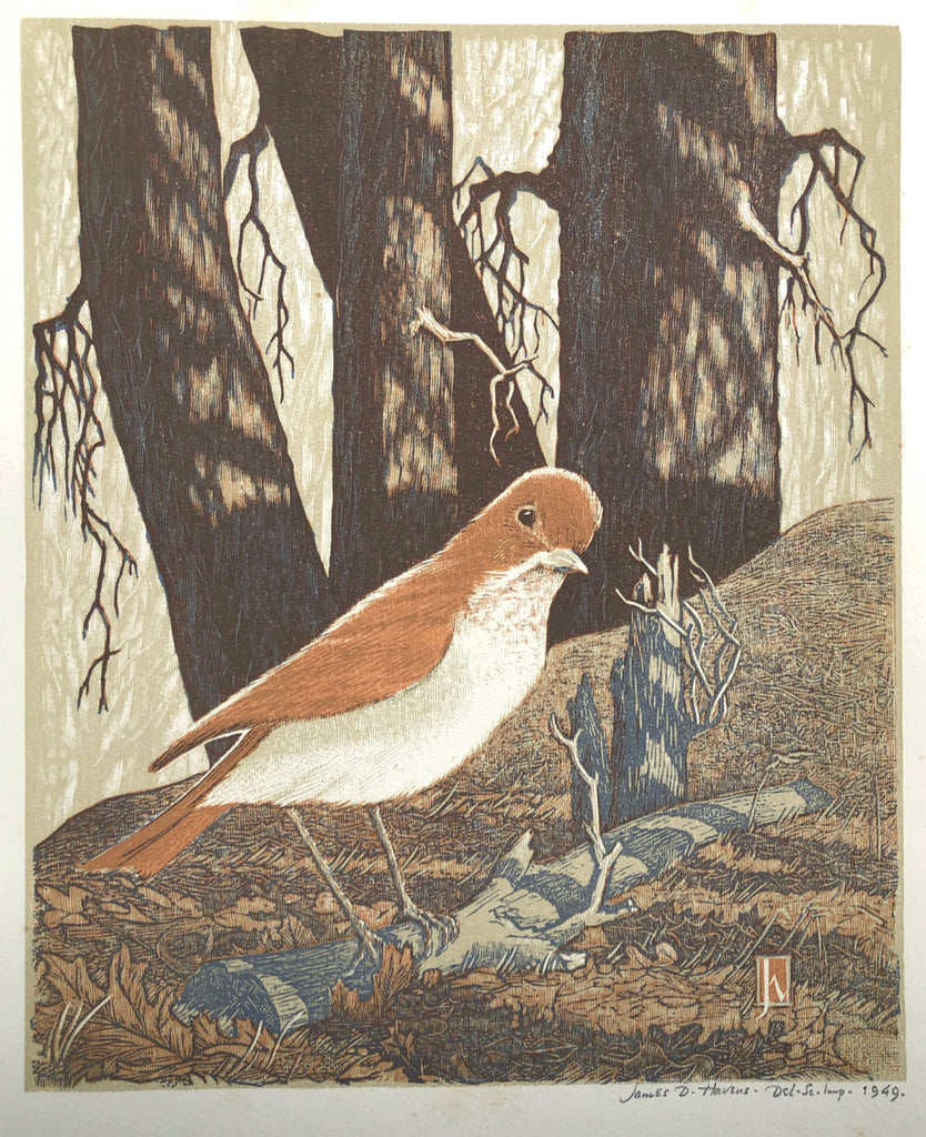 Shy Veery, by James D. Havens, Amer., (1900-1960)